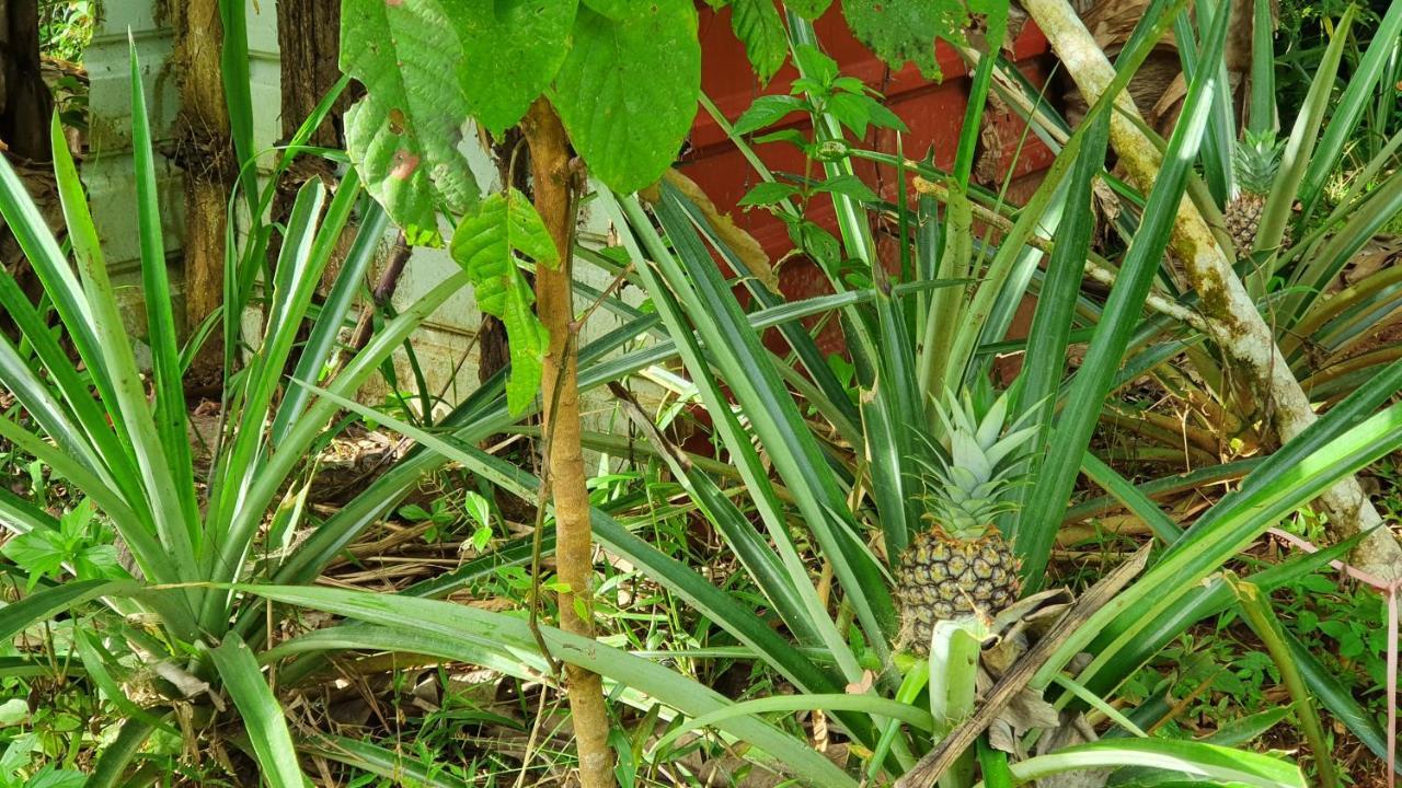 Hotel Jungle Eco Reserve Colon Esterno foto
