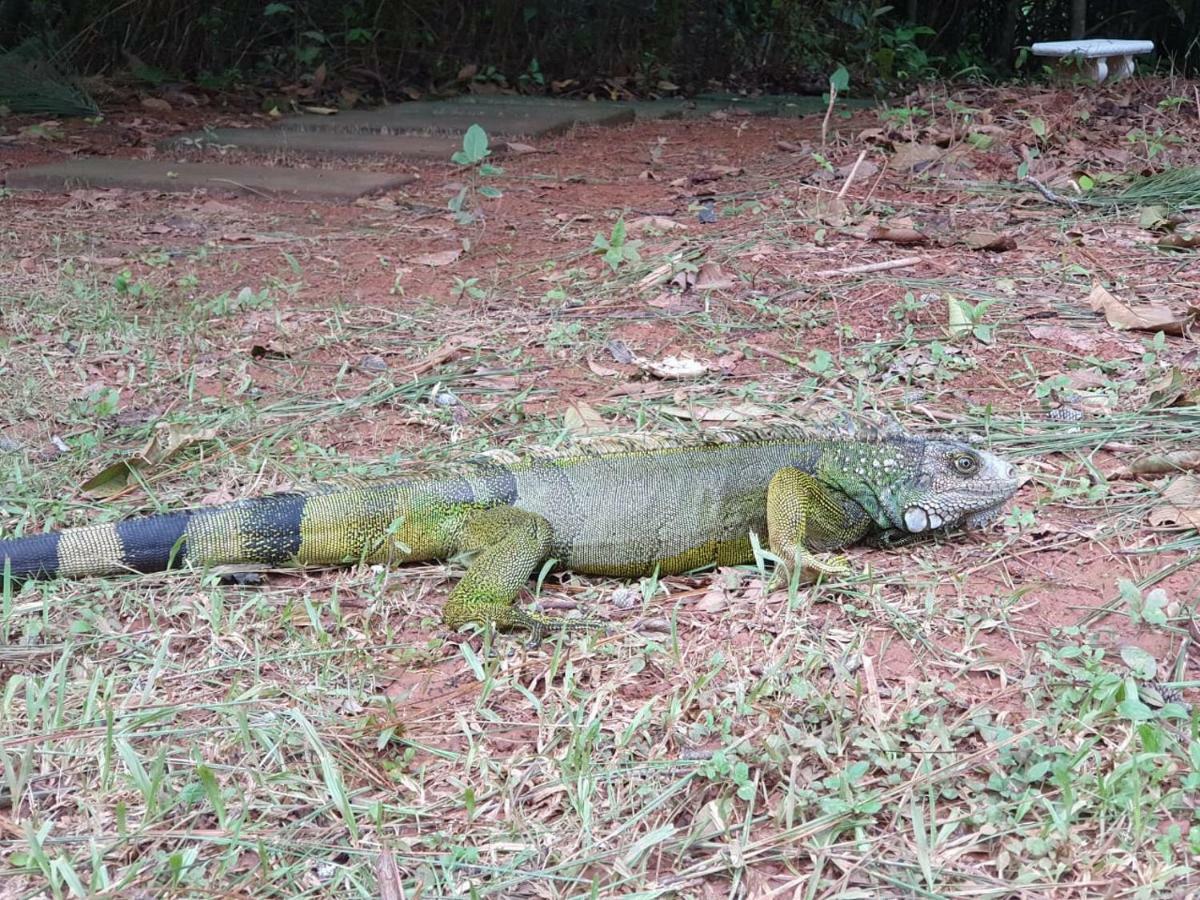 Hotel Jungle Eco Reserve Colon Esterno foto