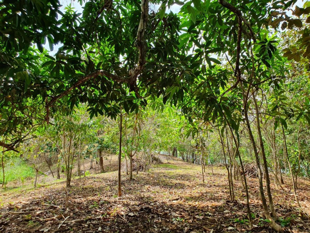 Hotel Jungle Eco Reserve Colon Esterno foto